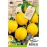 tomate lemon tree