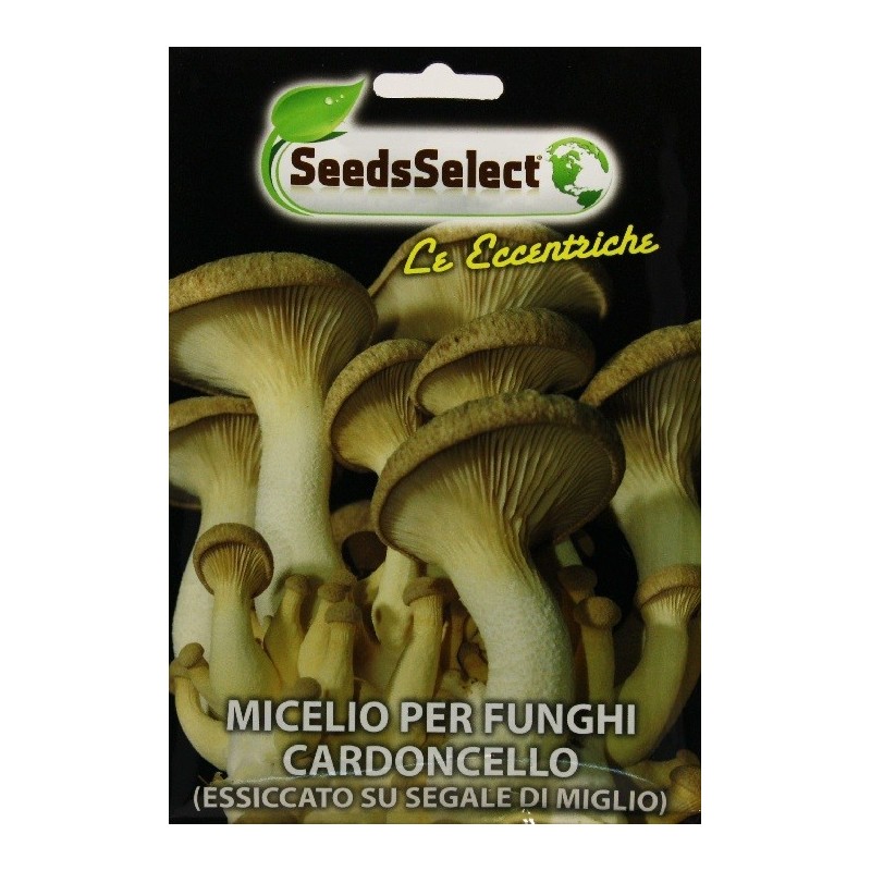 micelio de seta de cardo