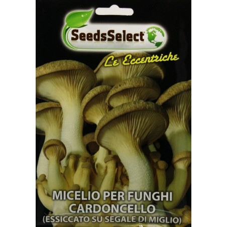 micelio de seta de cardo