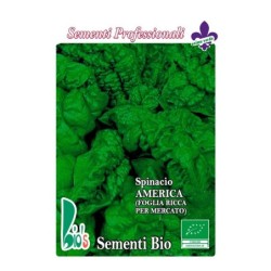 espinaca America tardÃ­a - semillas ecologicas
