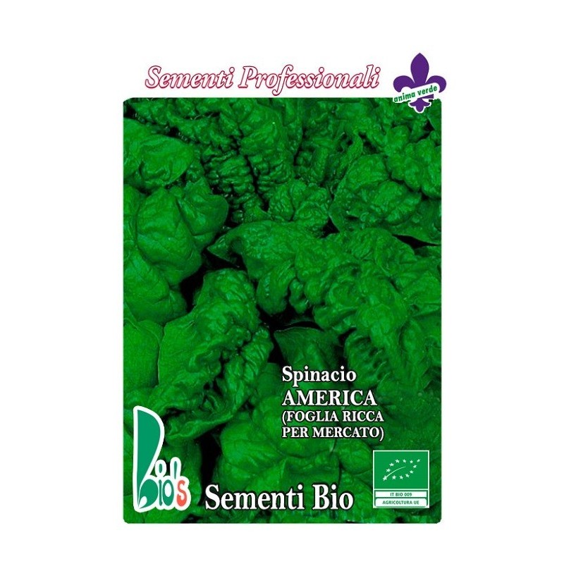 espinaca America tardÃ­a - semillas ecologicas