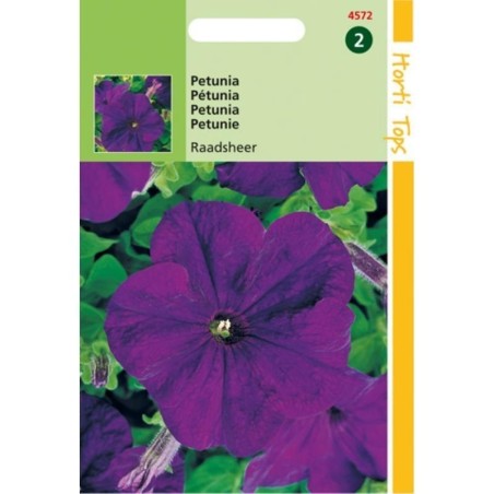 petunia violeta