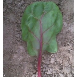 espinaca red veined F1 (semillas sin tratamiento)