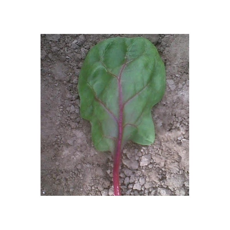 espinaca red veined F1 (semillas sin tratamiento)