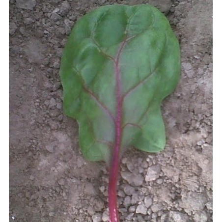 espinaca red veined F1 (semillas sin tratamiento)