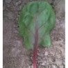 espinaca red veined F1 (semillas sin tratamiento)