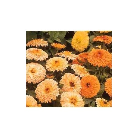 calendula doble enana Gitana - semillas no tratadas