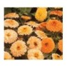 calendula doble enana Gitana - semillas no tratadas