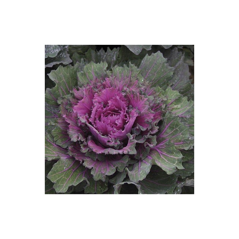 kale buttonhole (semillas no tratadas)