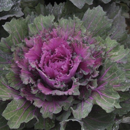 kale buttonhole (semillas no tratadas)