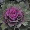 kale buttonhole (semillas no tratadas)