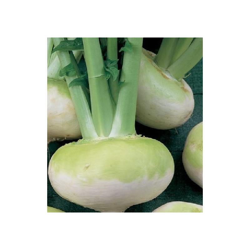 nabo Manchester Market (semillas sin tratamiento)