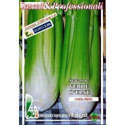 apio verde dÂ´Elne - semillas ecologicas