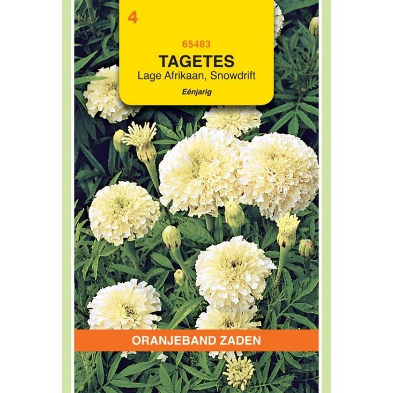 tagete snowdrift (Tagetes erecta nana)
