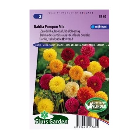 dalia pompÃ³n doble (Dahlia variabilis)