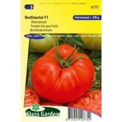 tomate beefmaster f1