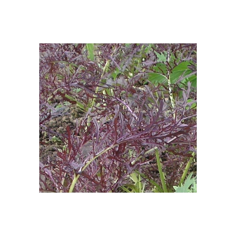 mostaza oriental  Ruby Streaks (semillas sin tratamiento)