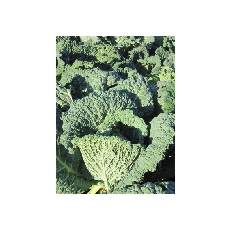 col de Milan Vertus (semillas ecologicas)