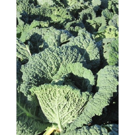 col de Milan Vertus (semillas ecologicas)