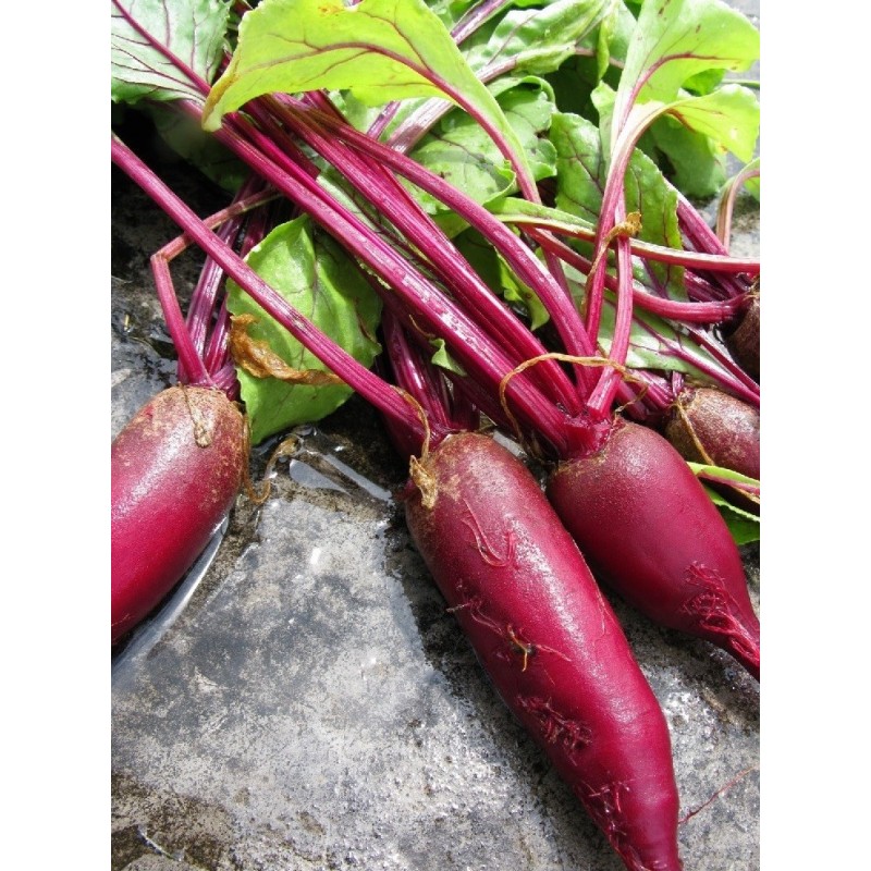 remolacha cylindra (semillas ecologicas)