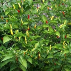 pimiento picante tabasco (semillas no tratadas)