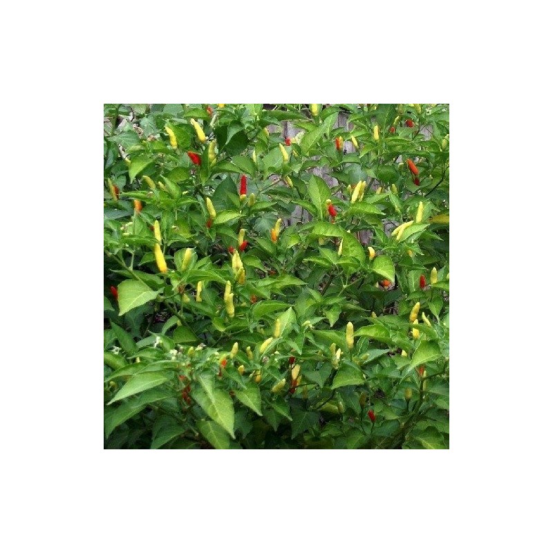 pimiento picante tabasco (semillas no tratadas)