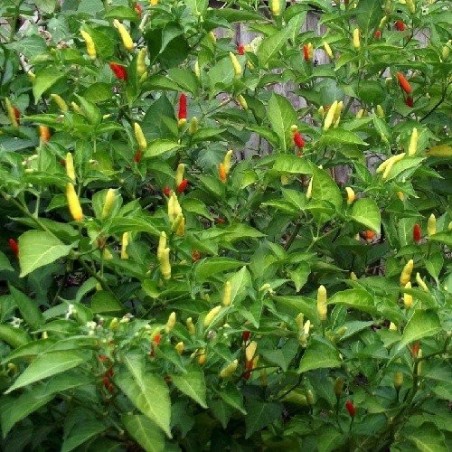 pimiento picante tabasco (semillas no tratadas)