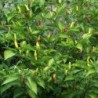 pimiento picante tabasco (semillas no tratadas)