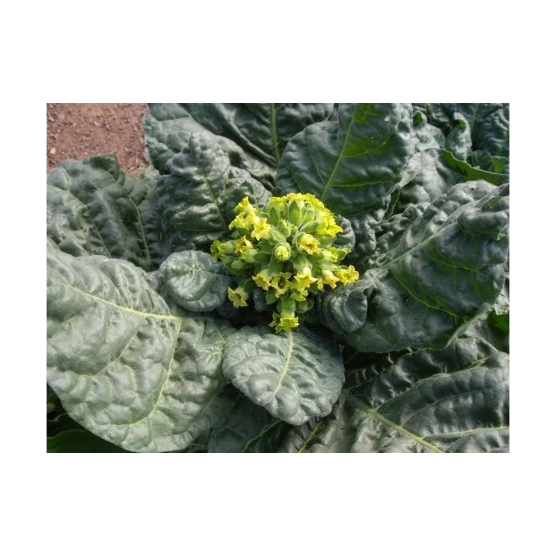 tabaco de pota semillas ecologicas