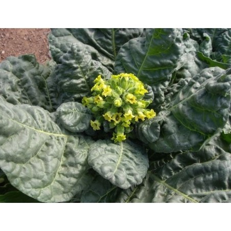 tabaco de pota semillas ecologicas