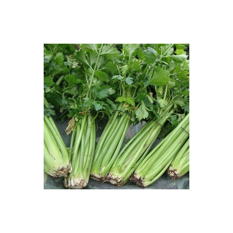 Apio Tall Utah (Semillas no tratadas)