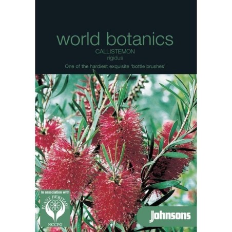 callistemon rigidus - escobillon rojo