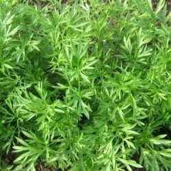 cilantro confetti (semillas sin tratamiento)