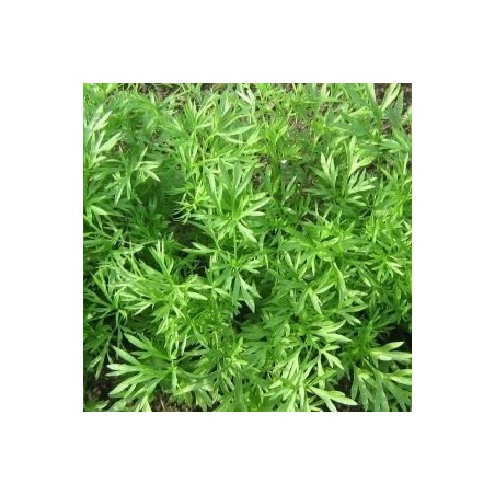 cilantro confetti (semillas sin tratamiento)