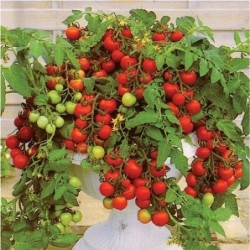 tomate Maskotka - semillas no tratadas