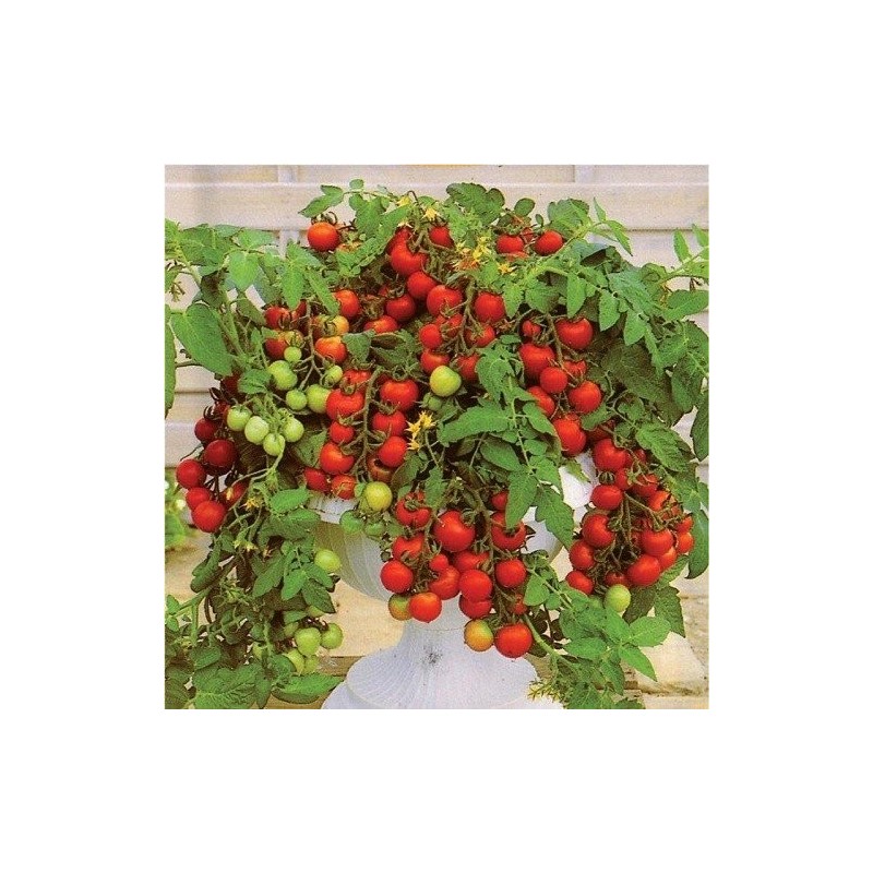 tomate Maskotka - semillas no tratadas