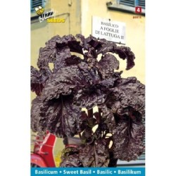 albahaca morada hoja de lechuga