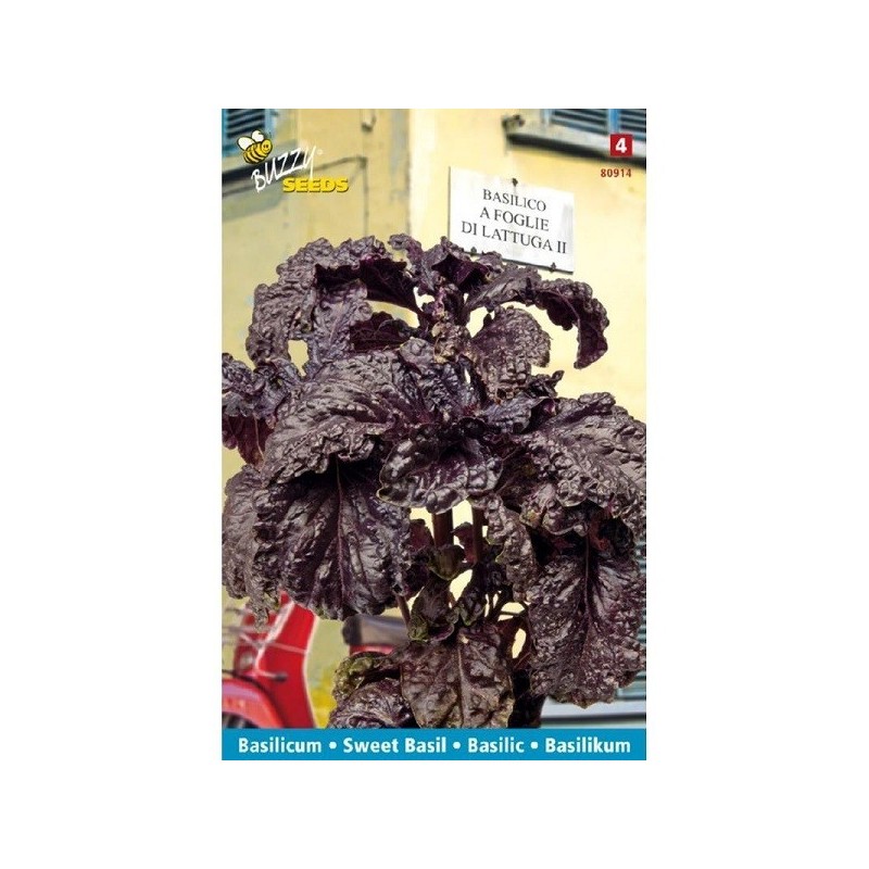 albahaca morada hoja de lechuga