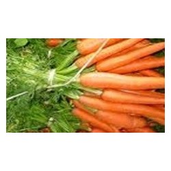 Zanahoria Saint Valery