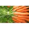 Zanahoria Saint Valery