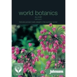 Allium Cerneum rosa gigante