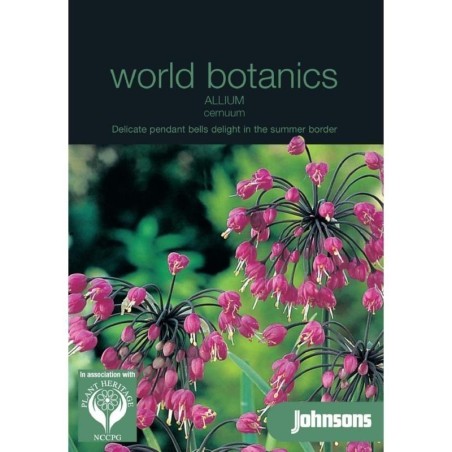 Allium Cerneum rosa gigante