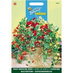 capuchina alta mezcla de Ãfrica (Tropaeolum majus)