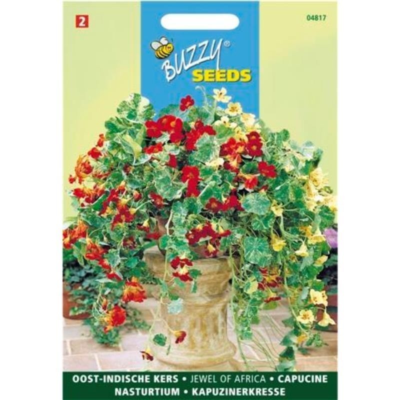 capuchina alta mezcla de Ãfrica (Tropaeolum majus)