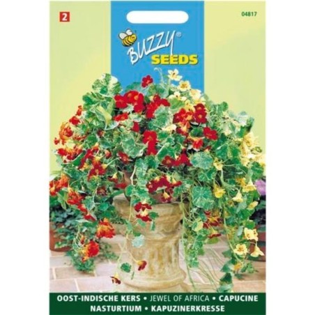 capuchina alta mezcla de Ãfrica (Tropaeolum majus)