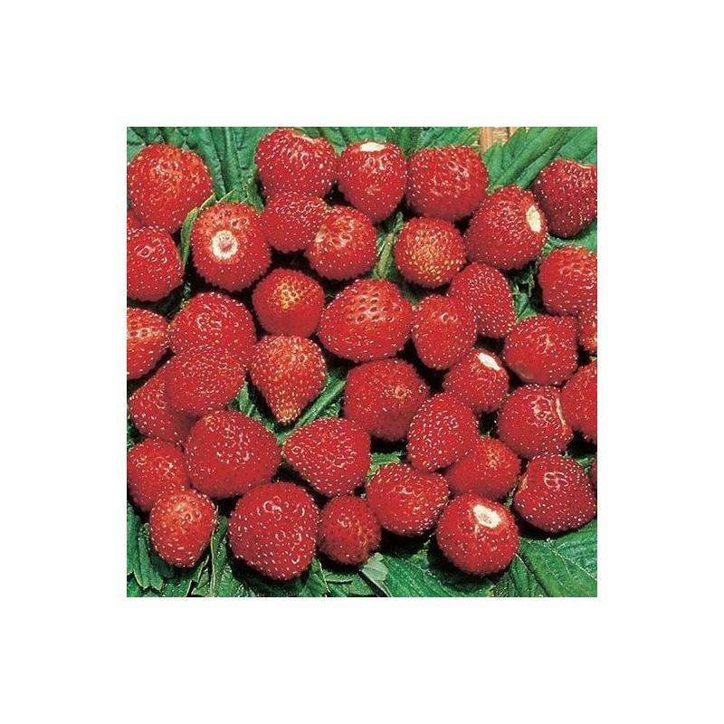 Fresas dÂ´ogni mese - semillas no tratadas