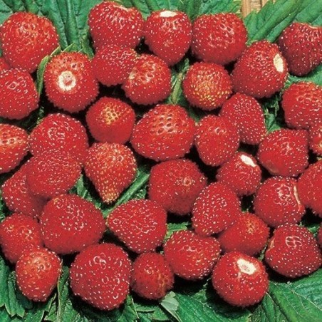 Fresas dÂ´ogni mese - semillas no tratadas