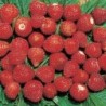 Fresas dÂ´ogni mese - semillas no tratadas
