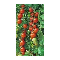 tomate gardeners delight (semillas no tratadas)