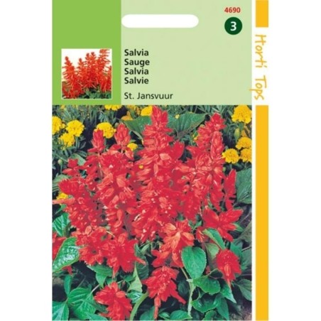 salvia de San Juan (Salvia splendens)